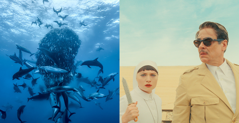 Half of the photograph shows animals underwater whereas the other half shows two people standing